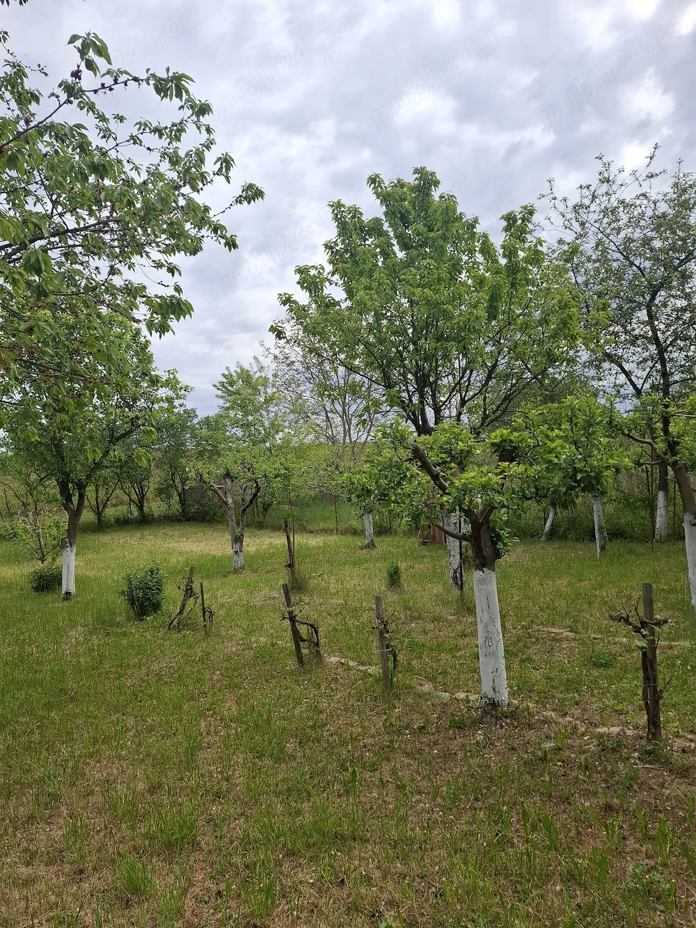 Vand teren intravilan, 500 mp, Satu Mare, zona Bercu Rosu
