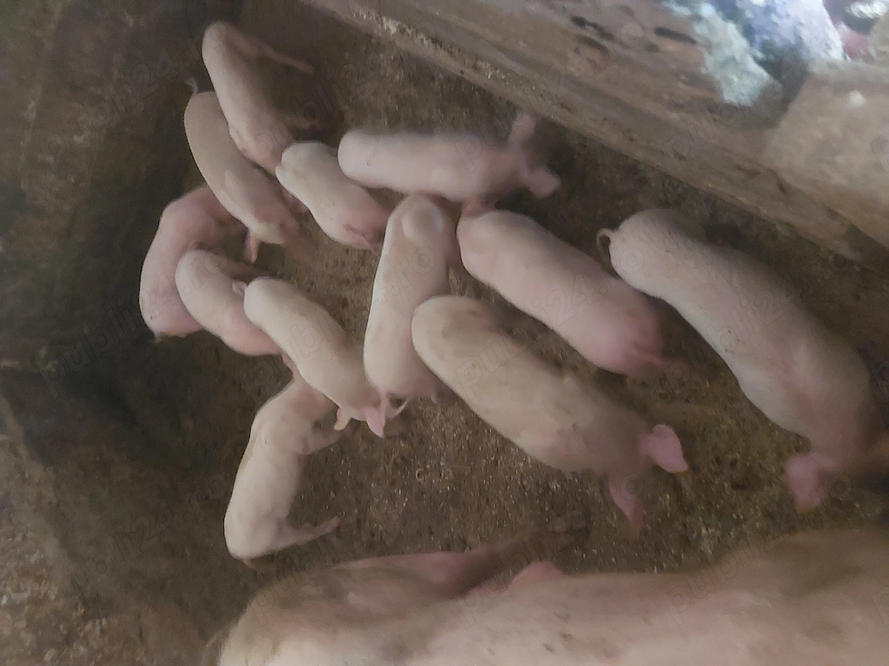 Purcei Landrace 6 săptămâni 