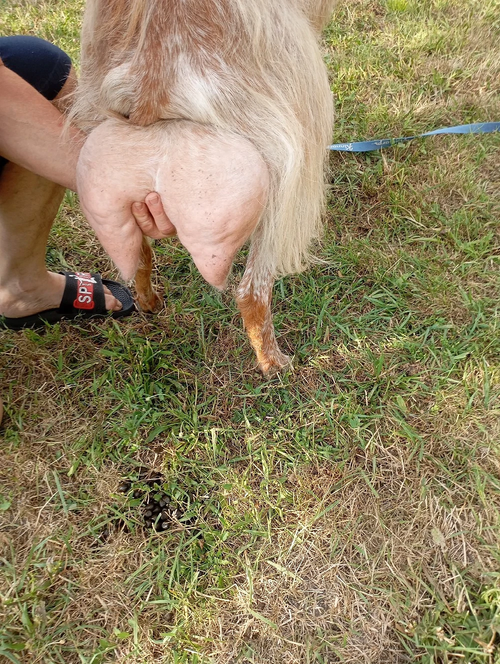 vind după capre un la a doua fatare una la a tria