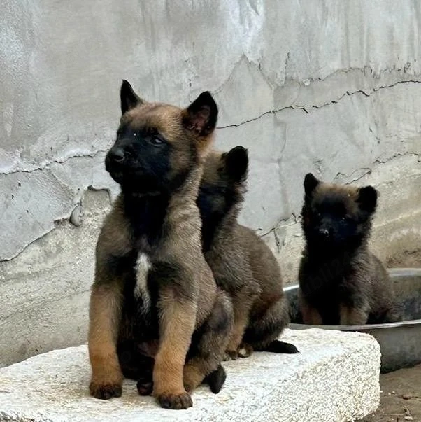 Pui Ciobanesc Malinois
