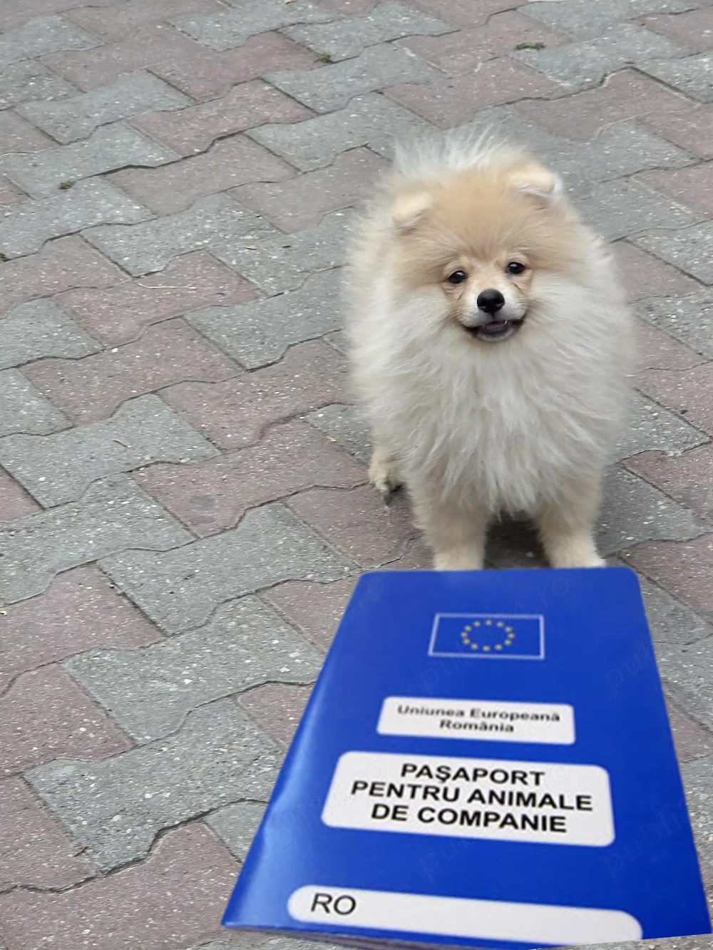 Pomeranian Boo Toy Rasa pura Talie mica de vanzare cu factura-Microcip-PASAPORT-TRANSPORT GRATUIT