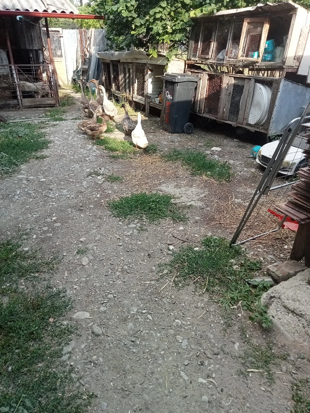 schimb patru gaste și  cinci rate cu purcei 