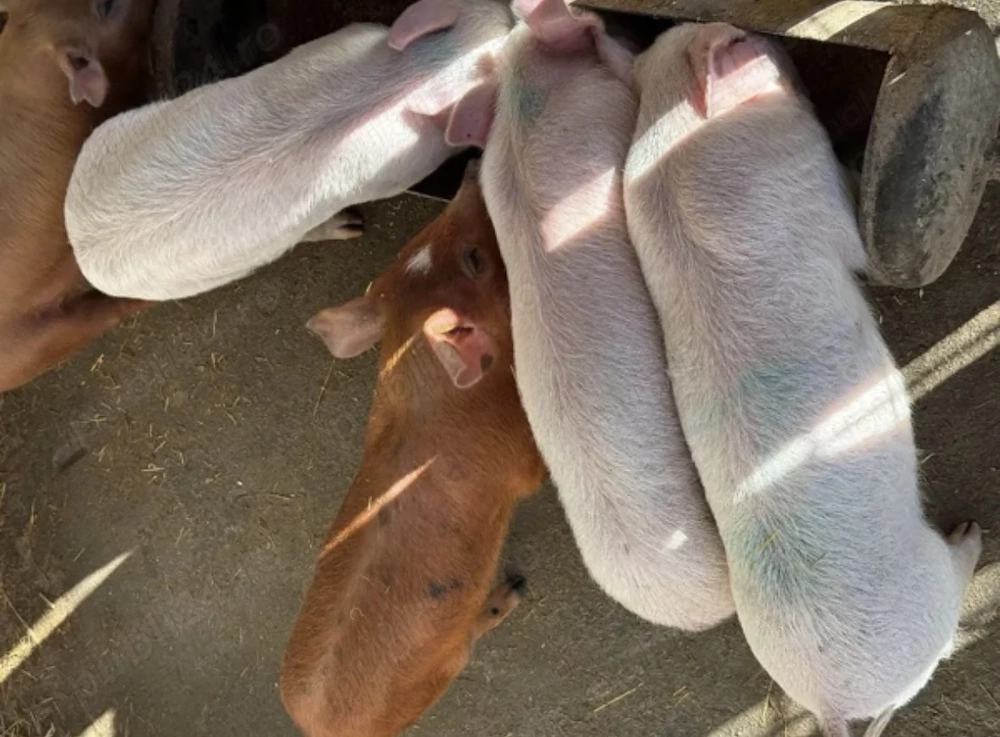 Vând purcei metis de landrace cu duroc 
