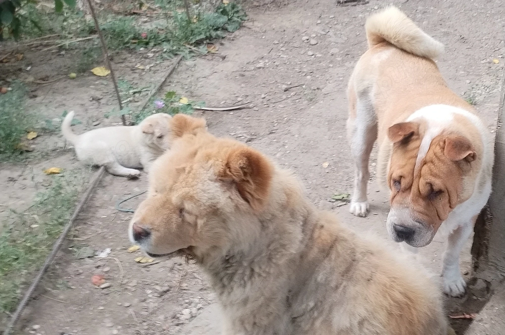 catei mici catel caine rasa  chowchow cu sharpei