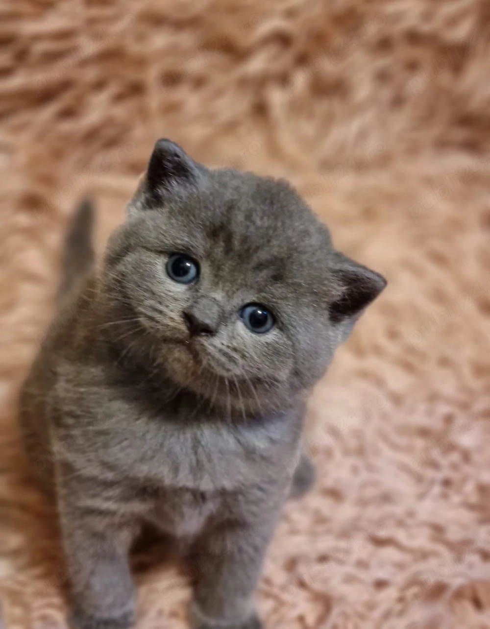 Pui British Shorthair Blue   Exemplare Deosebite