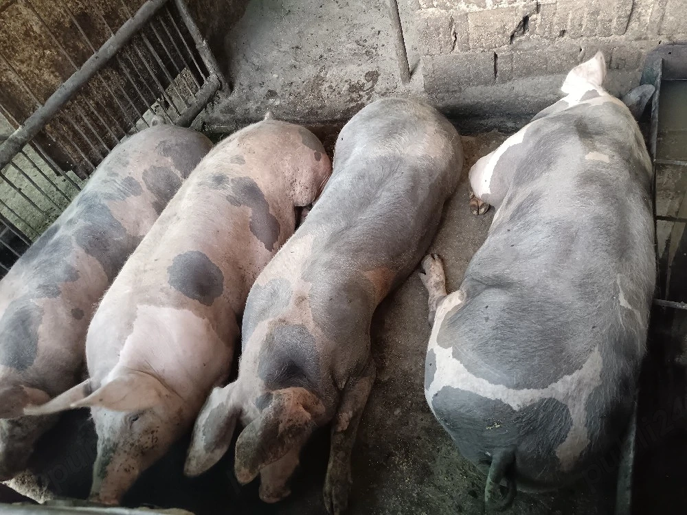 porci grasi