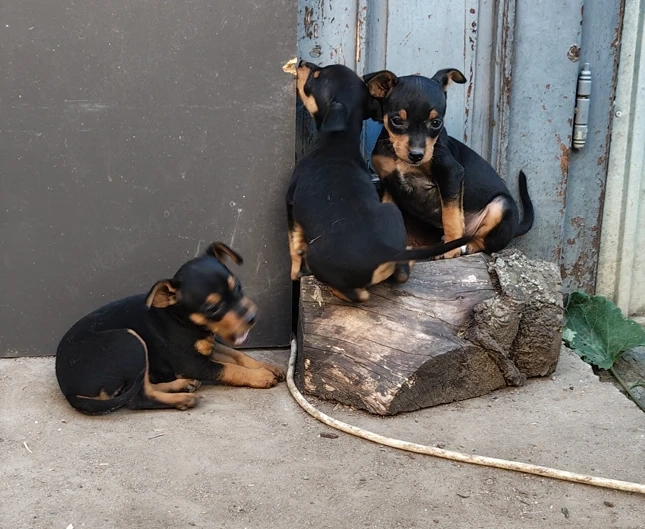 Pinscher Pitic - 2 catei   2 cateluse