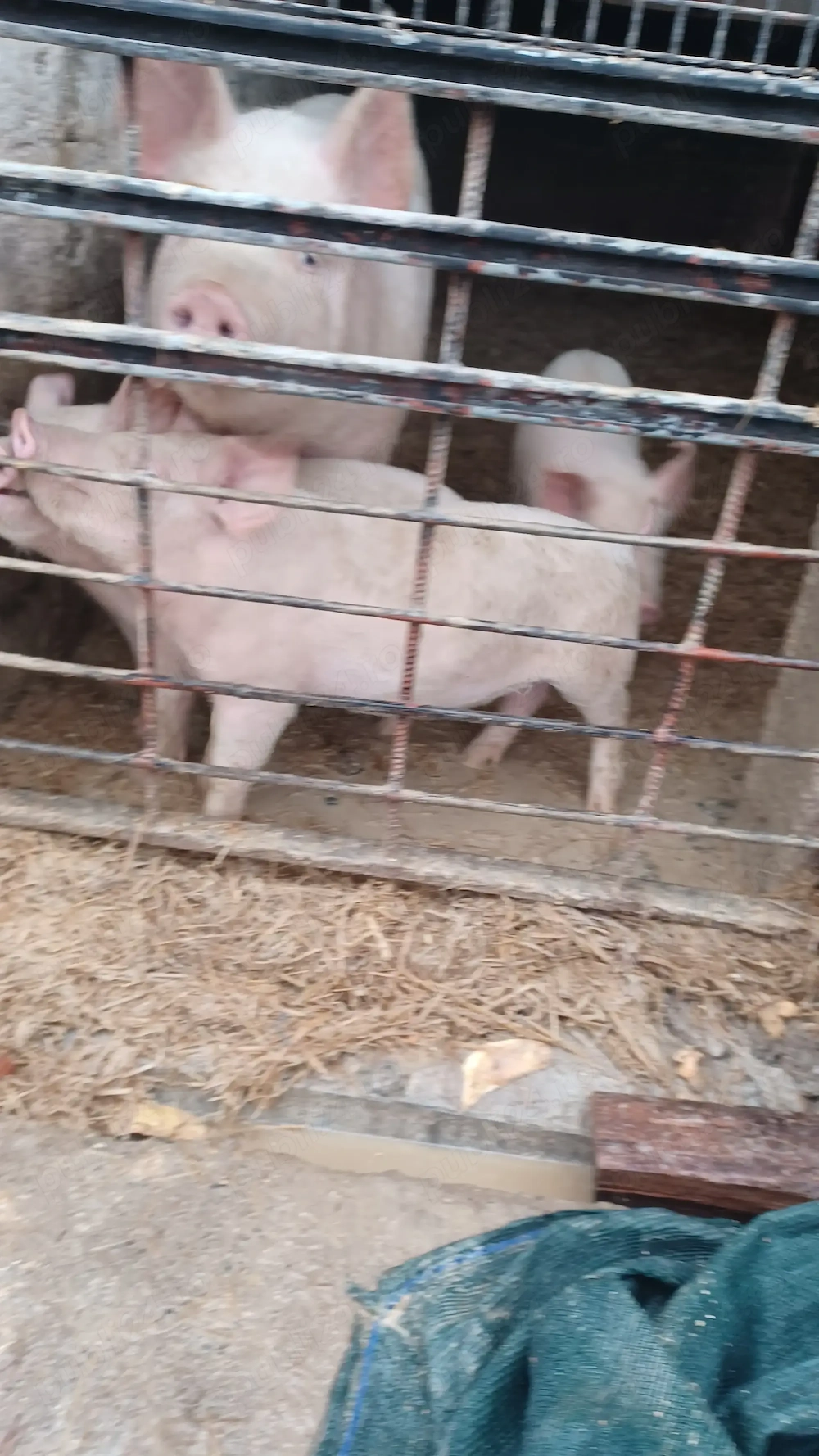 Vand purcei rasa marele alb cu landrace!