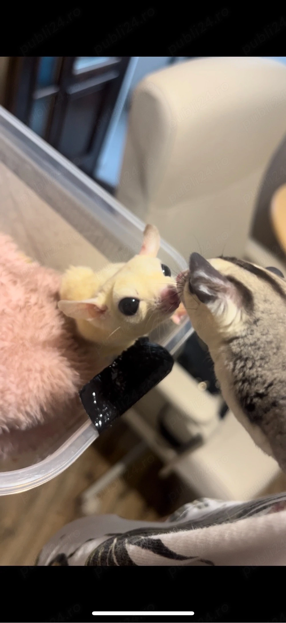 veverita zburatoare sugar glider femela alba