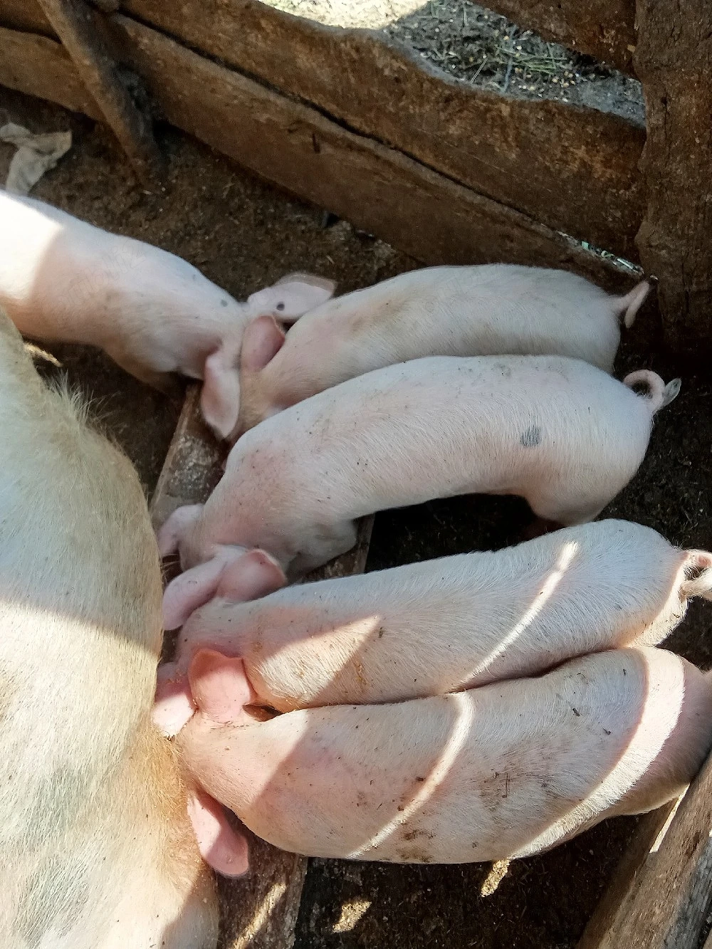 Vind purcei de 8 săptămâni.
