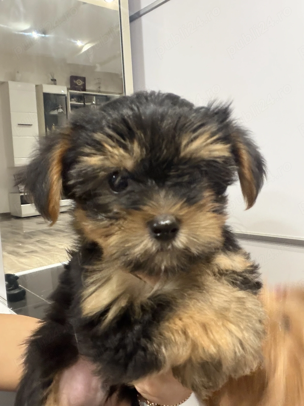 Catelusi Yorkshire Terrier baieti !