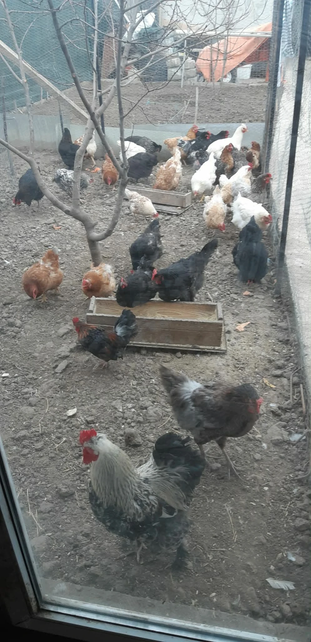 30 pui de casa au 10 zile