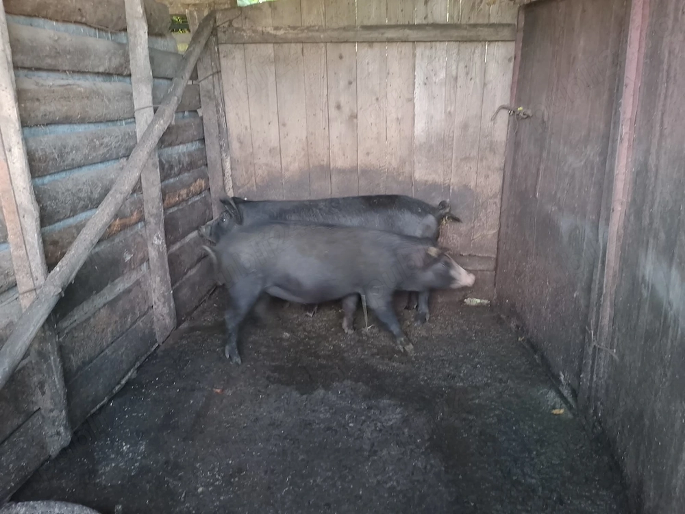 Vând doi porci mai multe detali în privat sau la numărul de telefon  