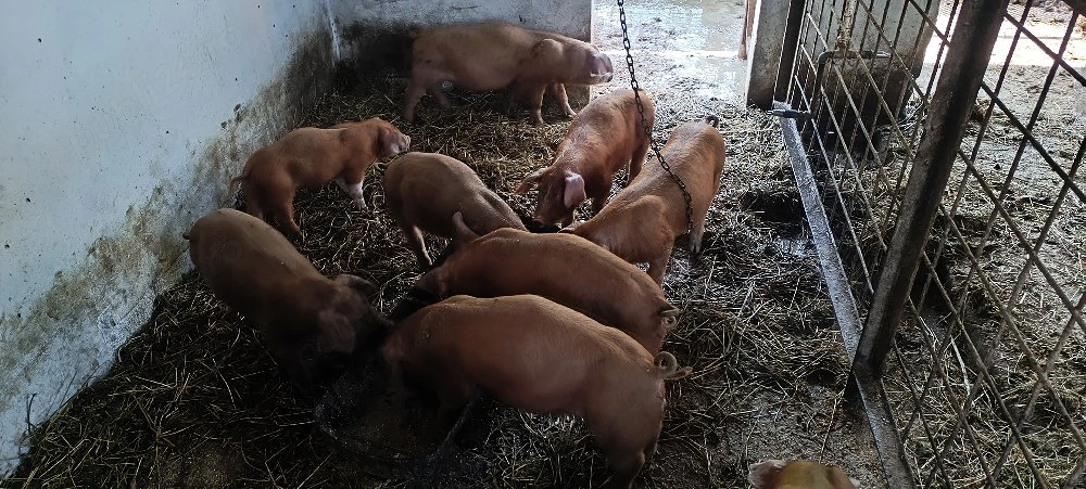 Vand purcei duroc.