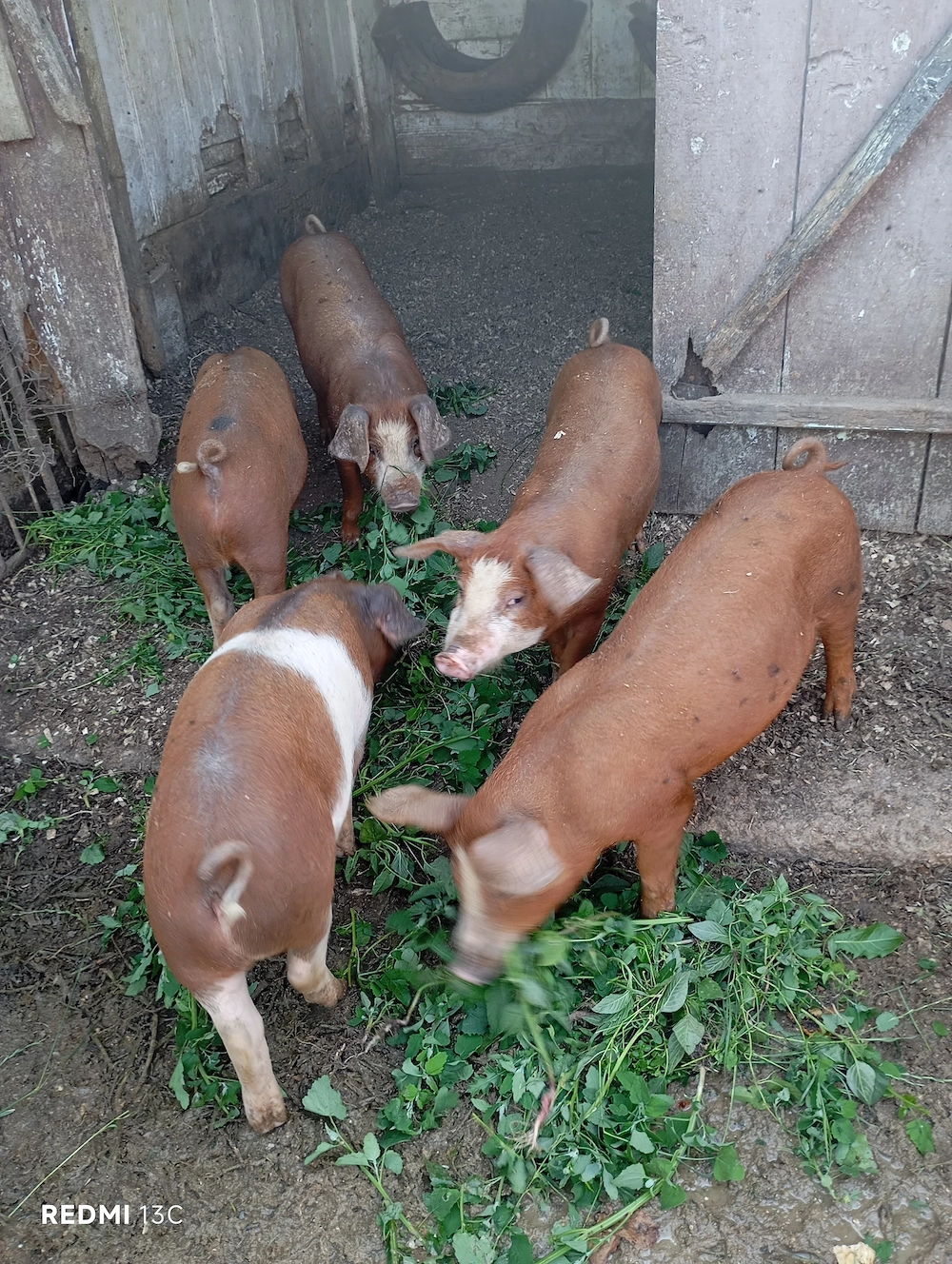 vând 2 purcei duroc