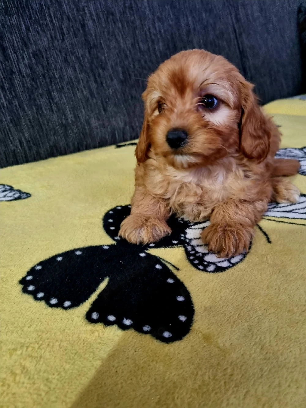 se vand puiuți de maltipoo superbi 