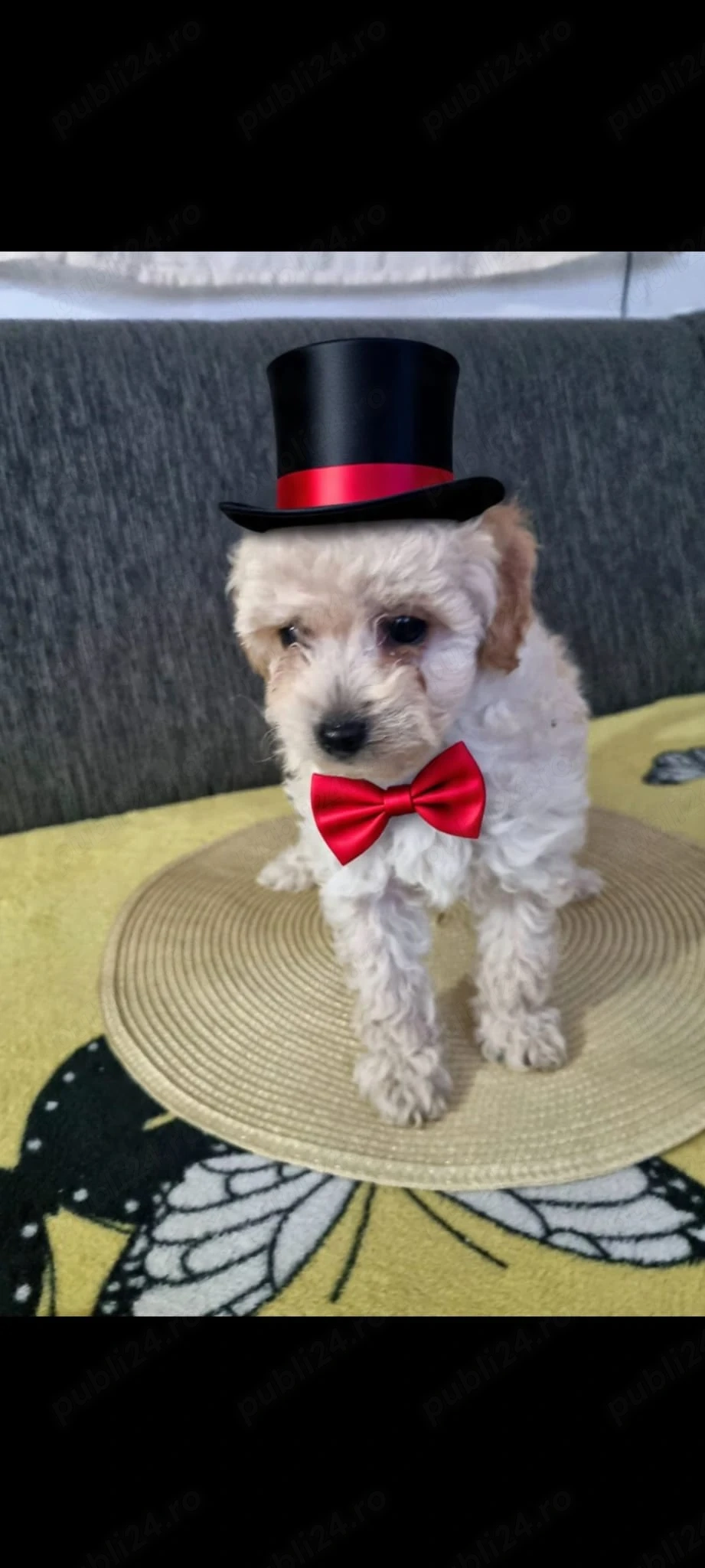 puiuți maltipoo disponibili imediat 