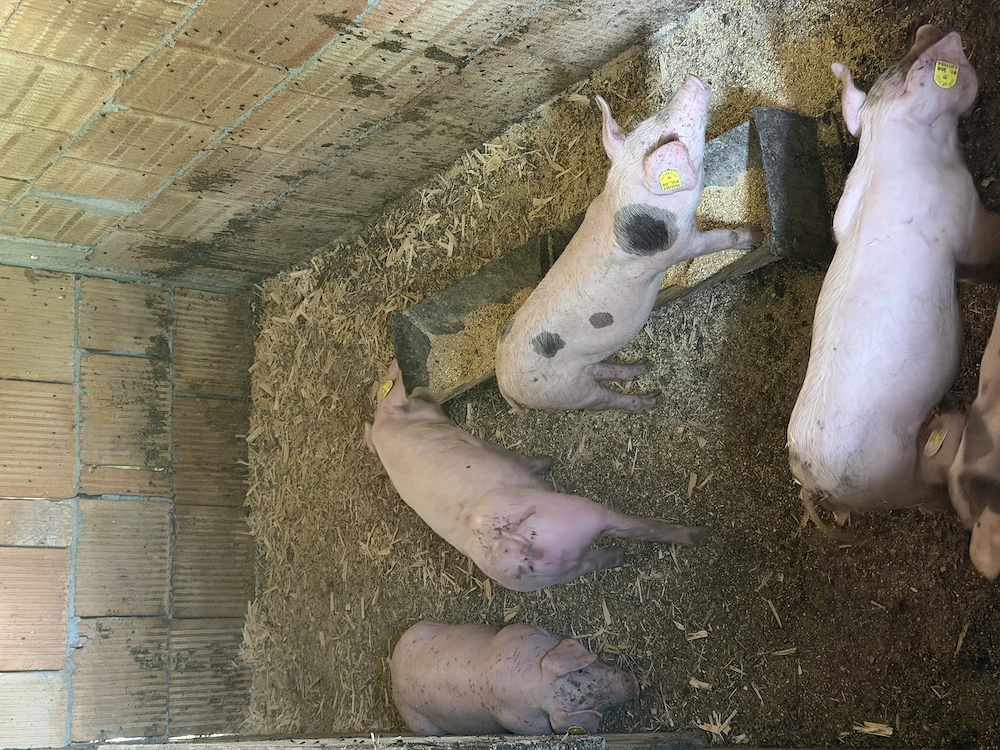 Vând porci diferite mărimi și diferite rase