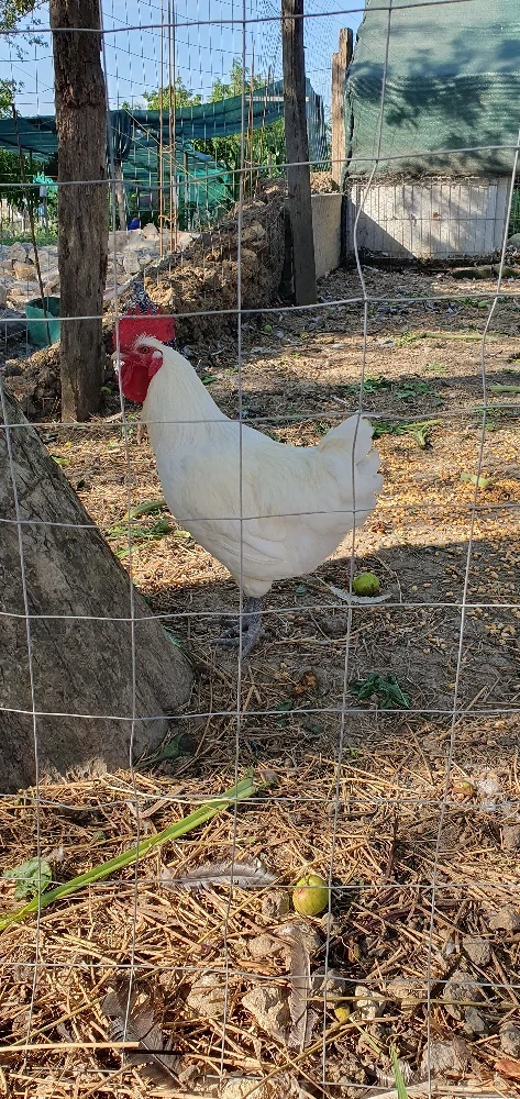 cocosi La Bresse albi
