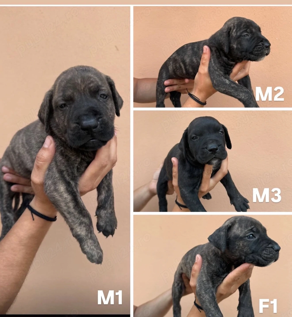 Cățeluși Presa Canario din părinți cu pedigree 