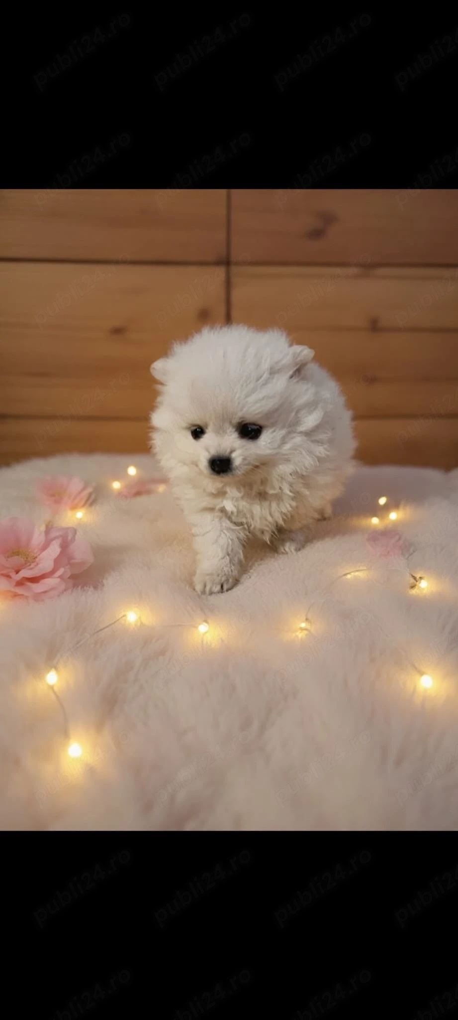 puiuți Pomeranian superbi cauta atenție 