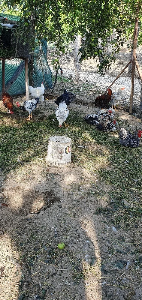 vand cocosi tineri 4 luni