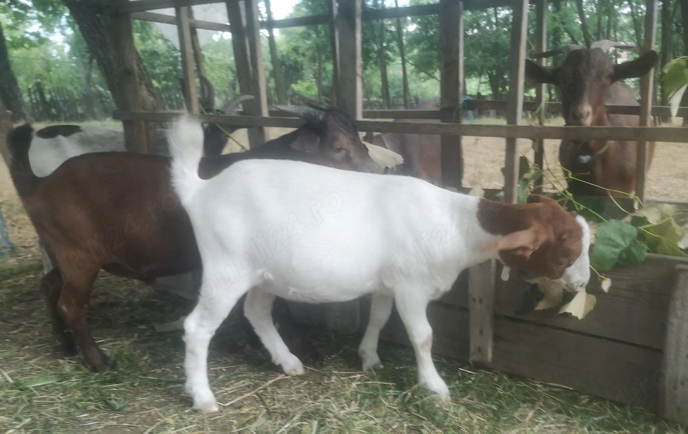 Capra Murciano Granadina 
