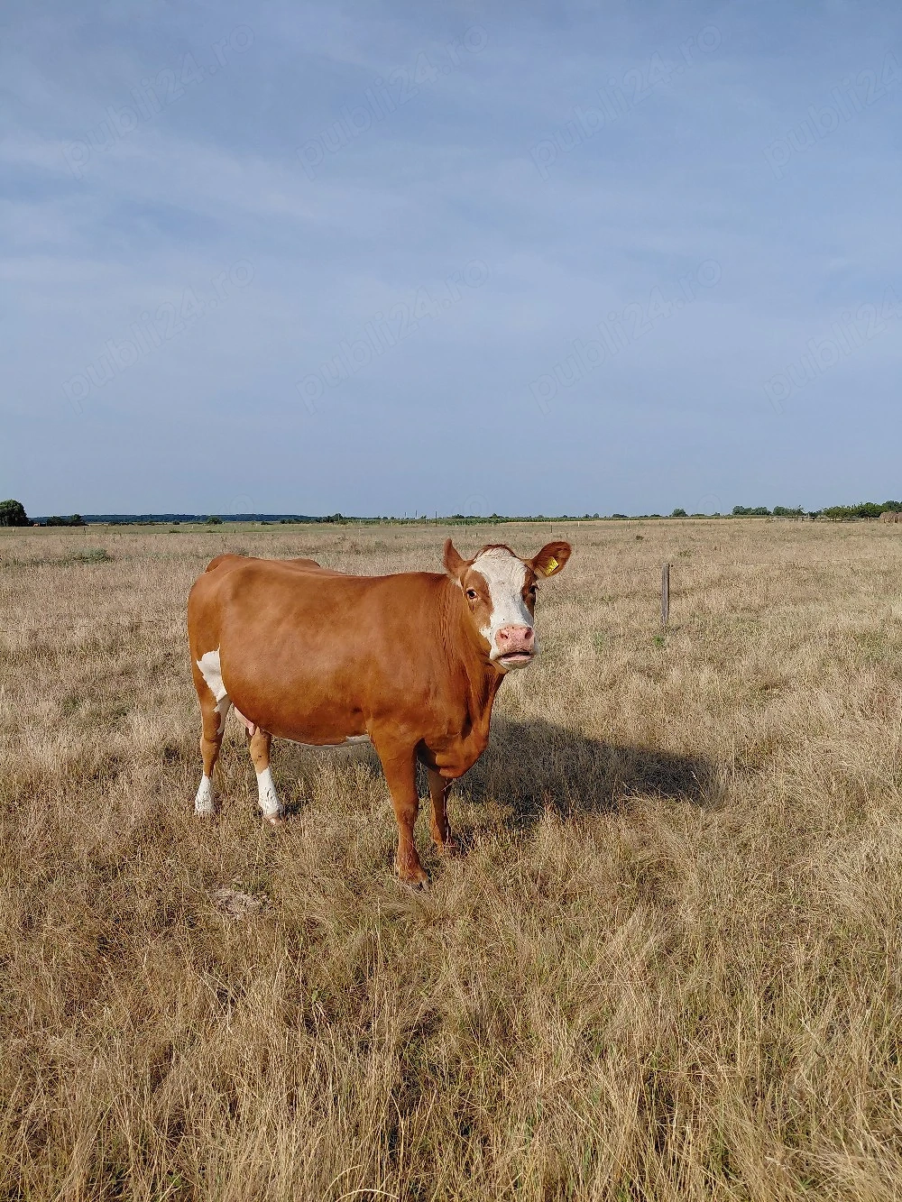 vaca gestantă