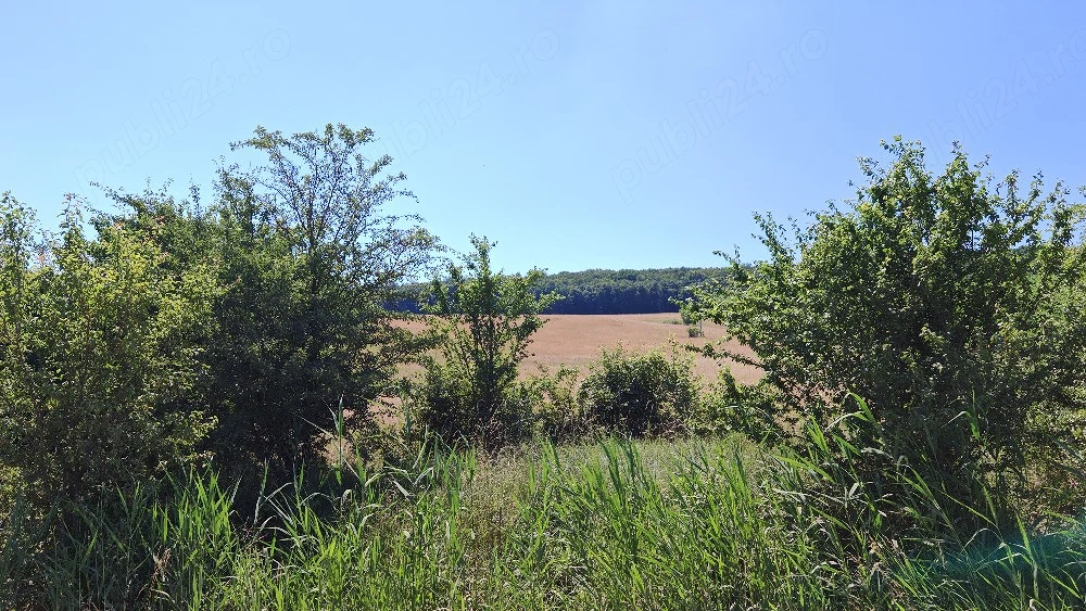 Teren 4000 mp extravilan  Sangeorgiu de Mures, deschidere 37 metri la Strada Tofalau