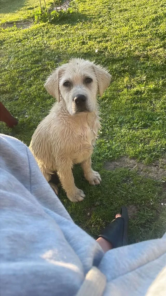 Vand Labrador