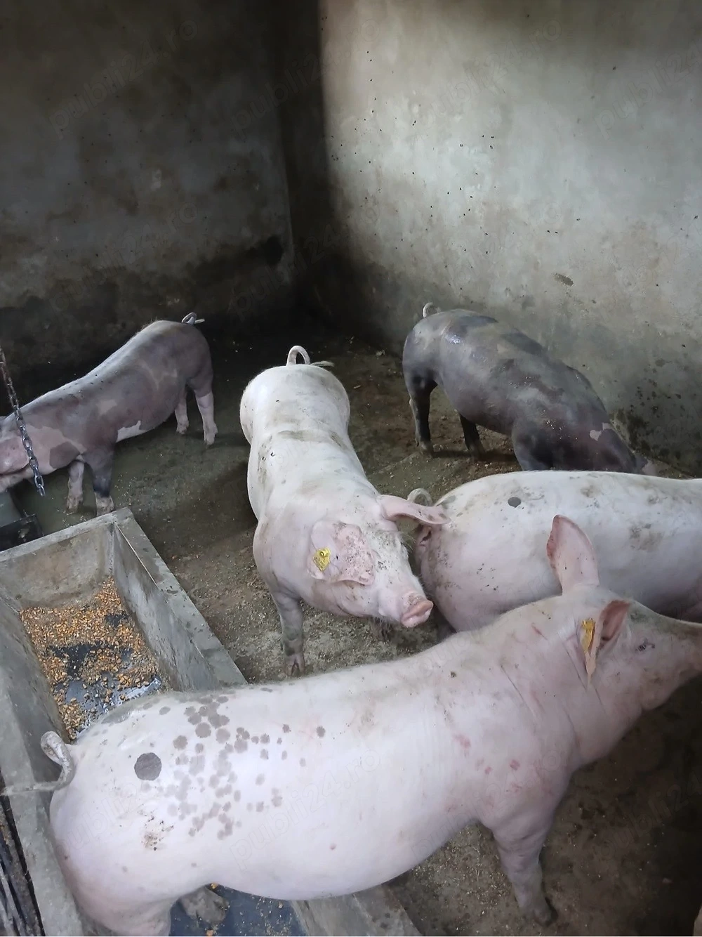 Porci de vanzare