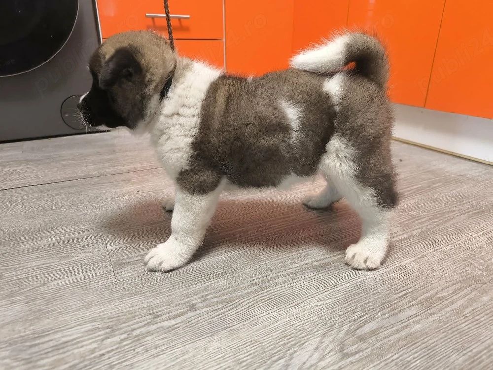 Akita American 