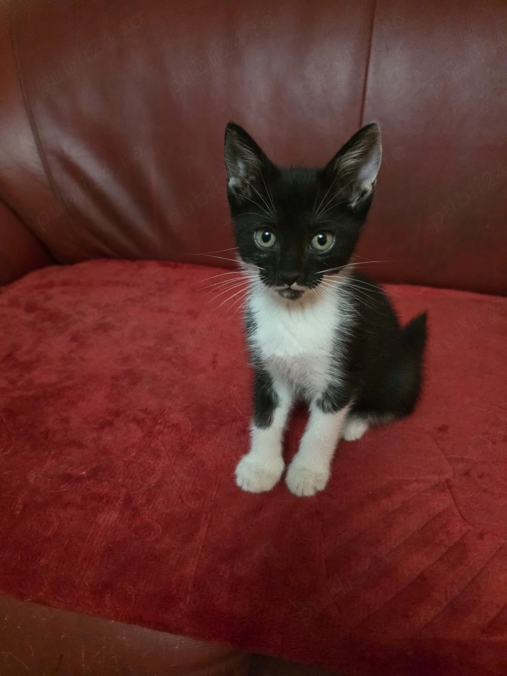 Puiuți de pisică spre adopție