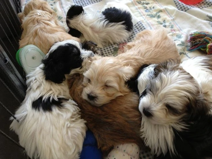 Puiuti Bichoni Havanese talie mica