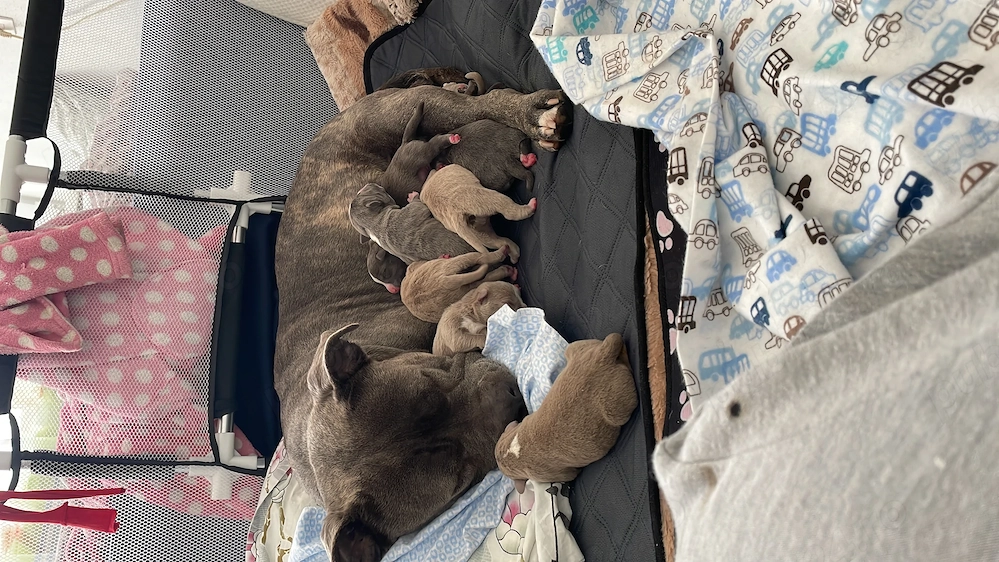 Cățelușii American Bully ,tatăl Campion România.Cititi descrierea sa vedeți de ce sunt la acest pret
