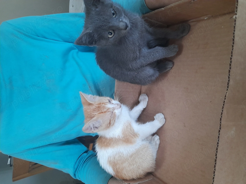 Pui de pisica  drăgălaș gratis