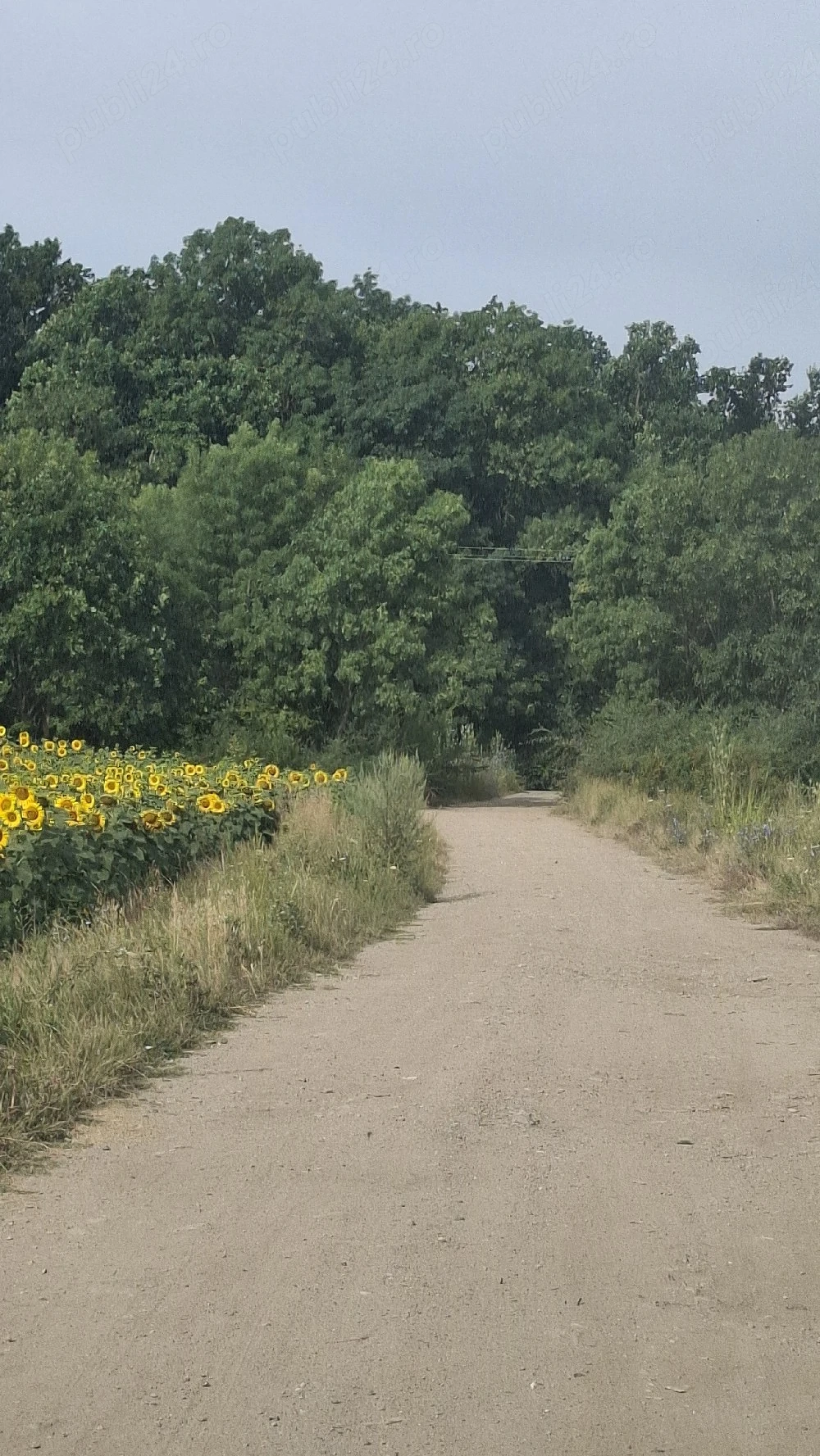 Teren lăngă  Pădurea  Giroc    