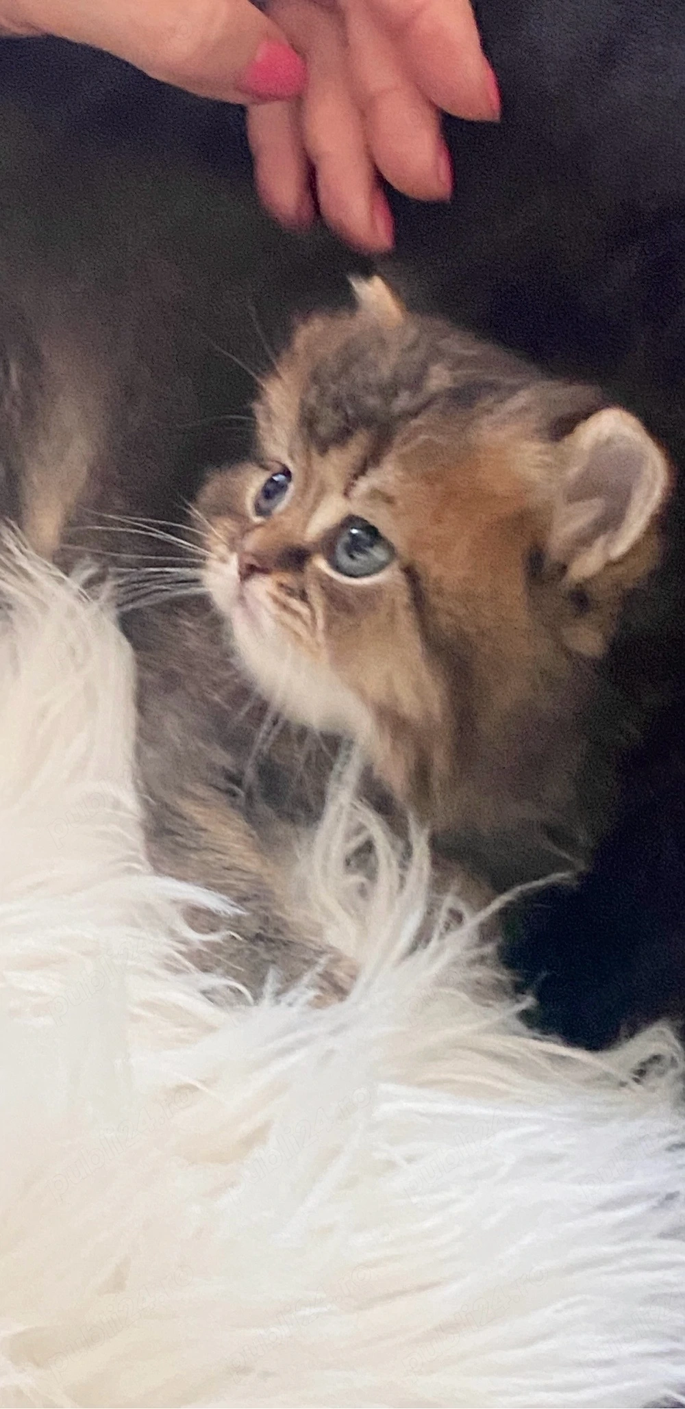 Motanel Blue Golden Tabby