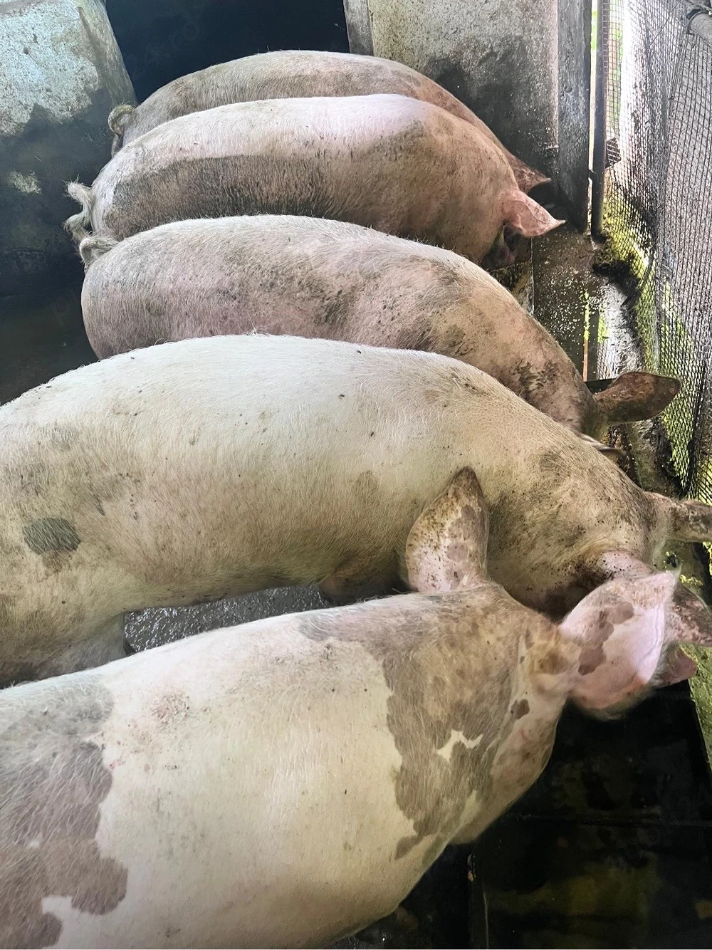 Vand porci si purcei 