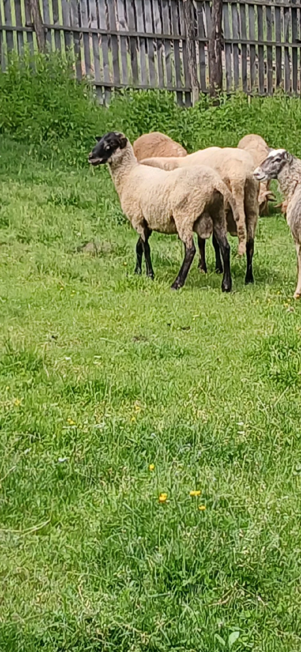 schimb berbec 
