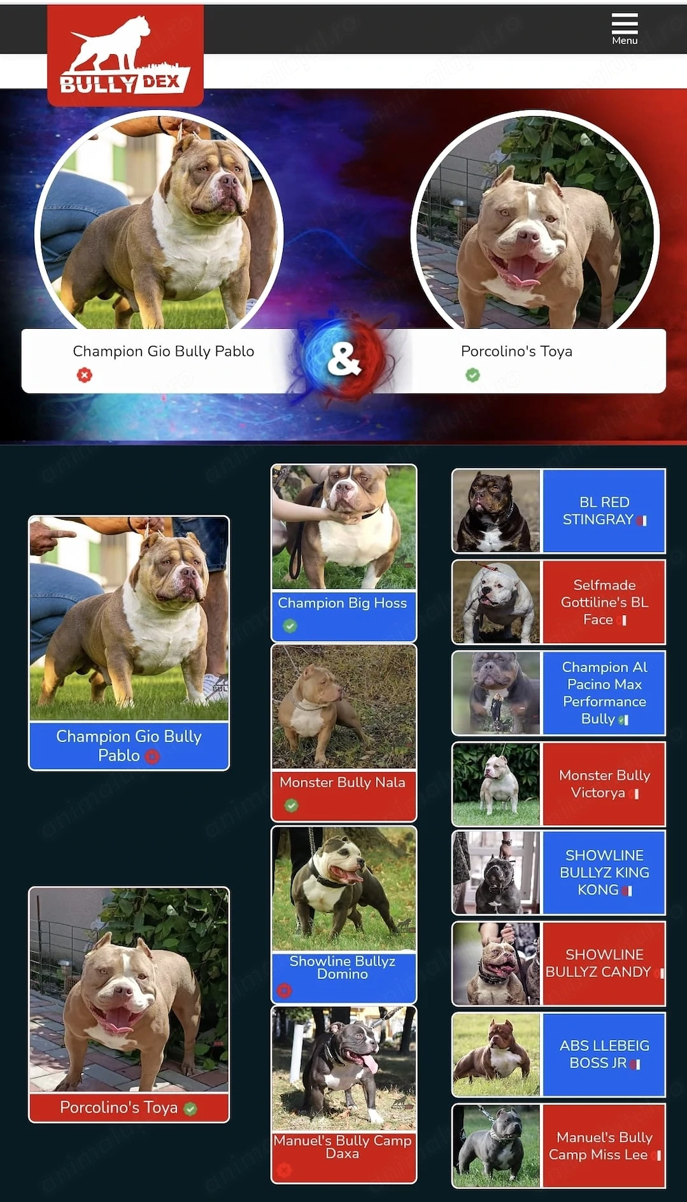 American bully pocket 8 lunii
