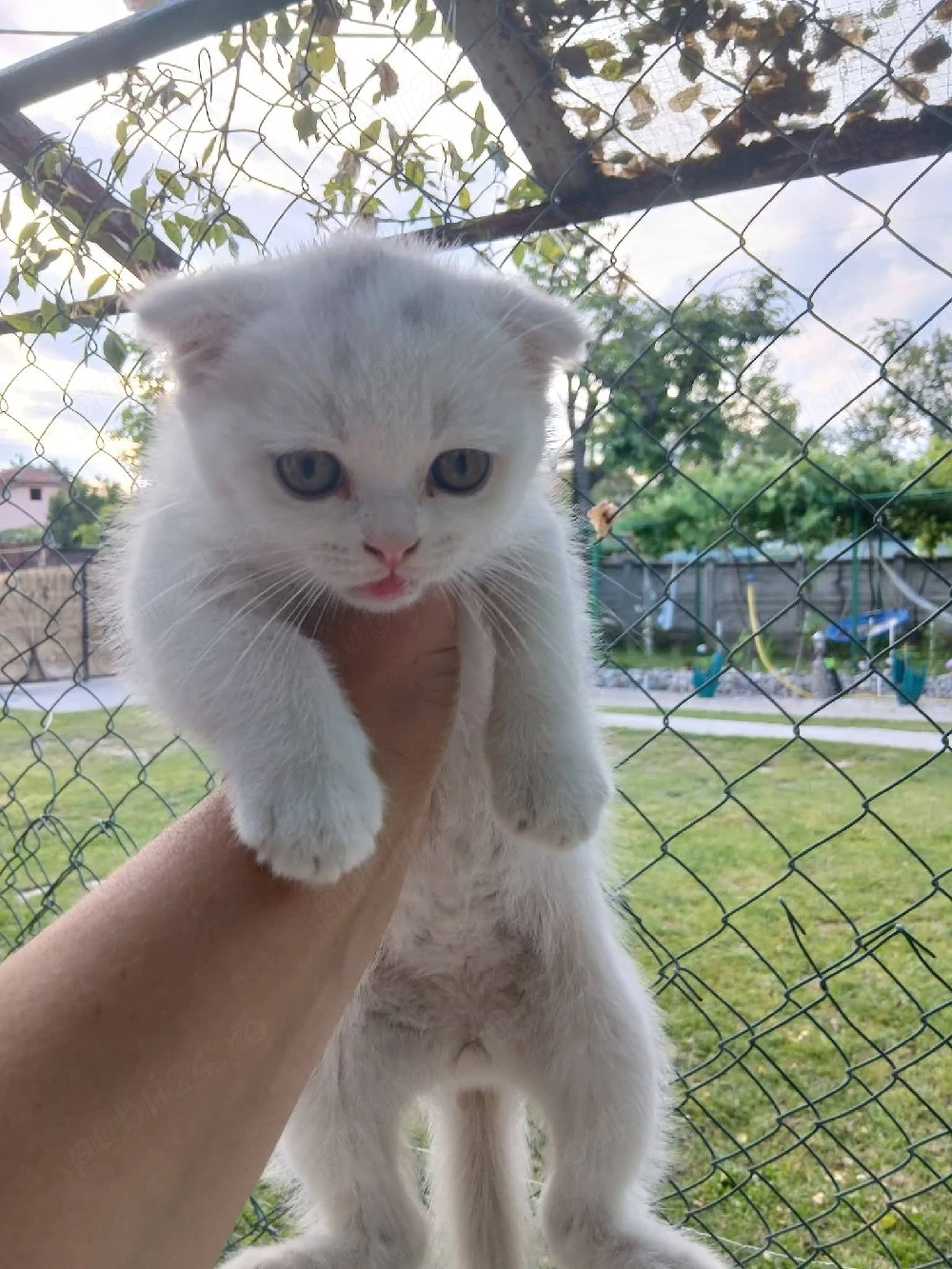 2 pisici british Shorthair 