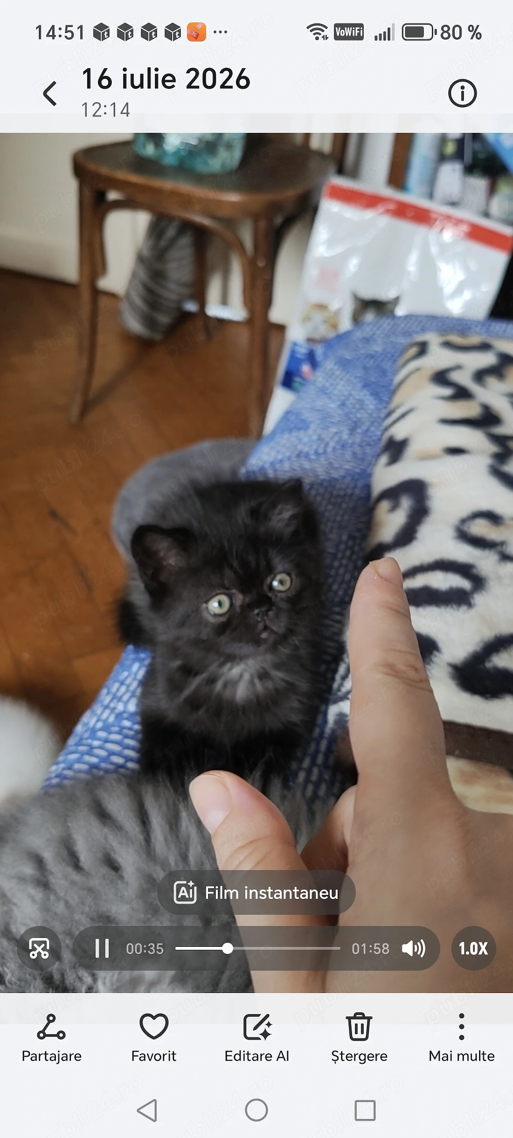 Motănel persan Bagheera exotic 8 săptămâni jucăuș tare