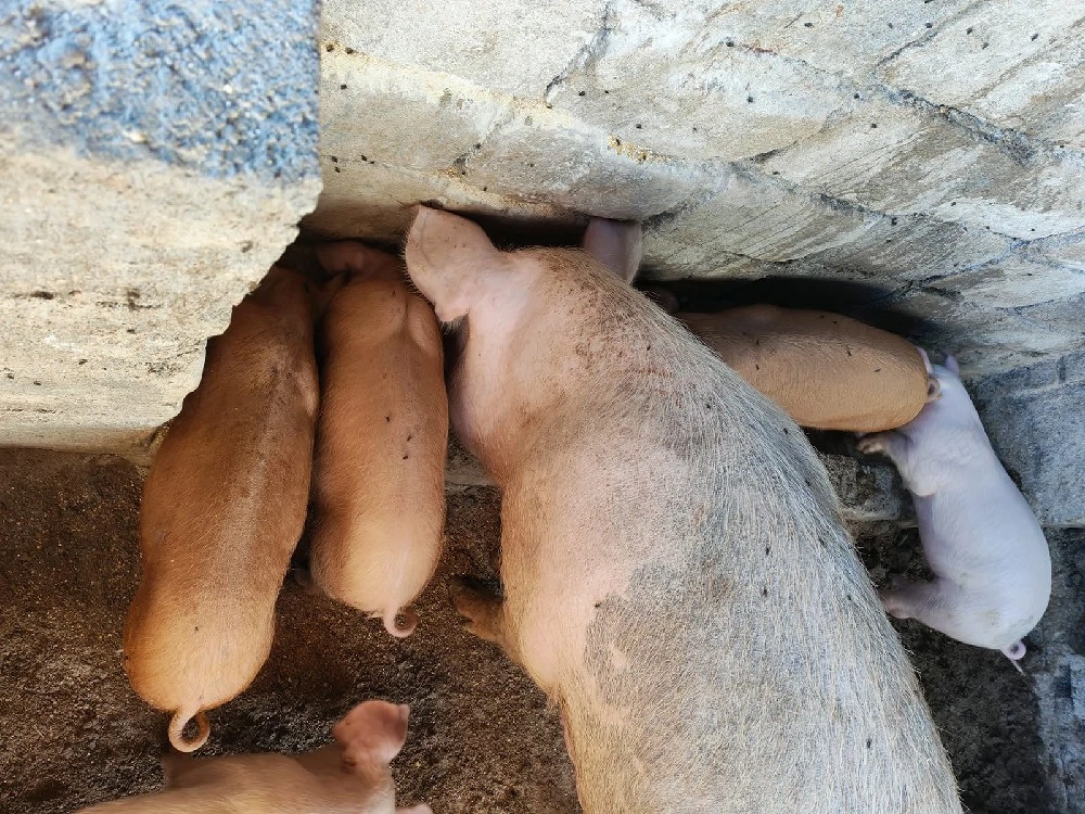 Purcei pietrean cu duroc