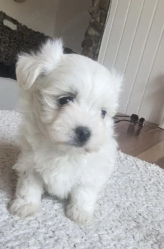 Bichon Maltese 