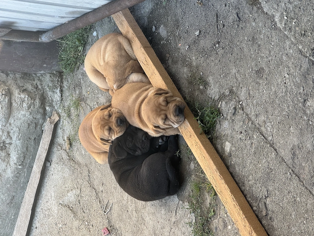 Pui sharpei 8 saptamani