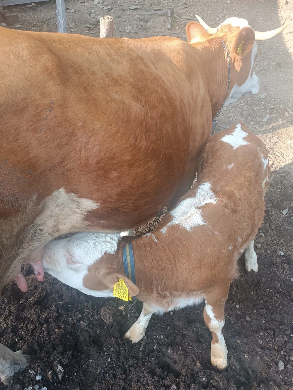 Vaca de vanzare