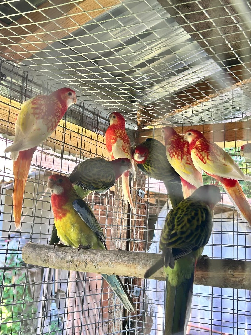 Nimfe,perusi si rosella 