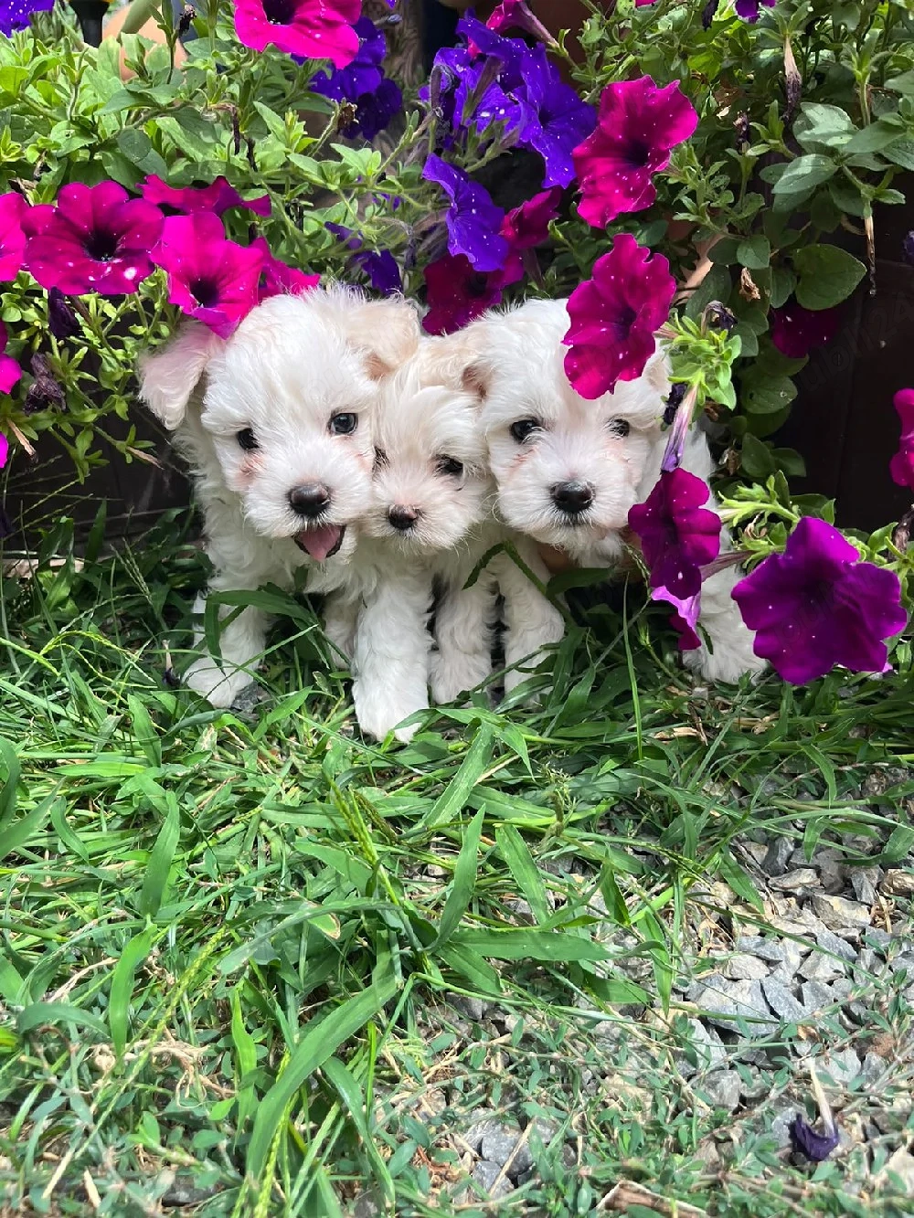 Bichon maltez toy