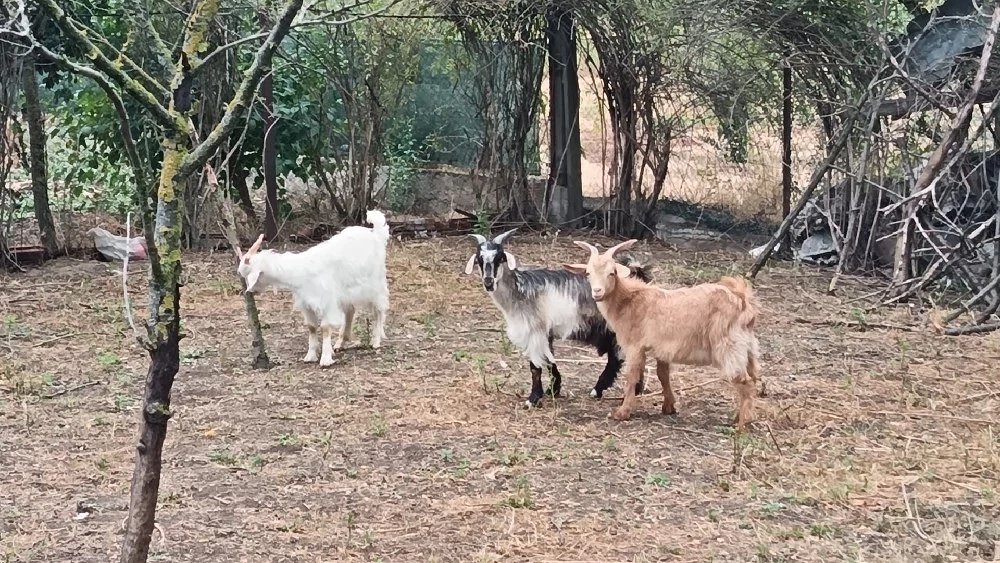 Iezi de vânzare 
